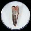 Cretaceous Fossil Crocodile Tooth - Morocco #6971-1